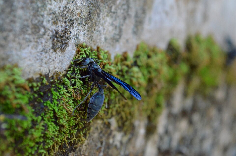 Wings eyes insect