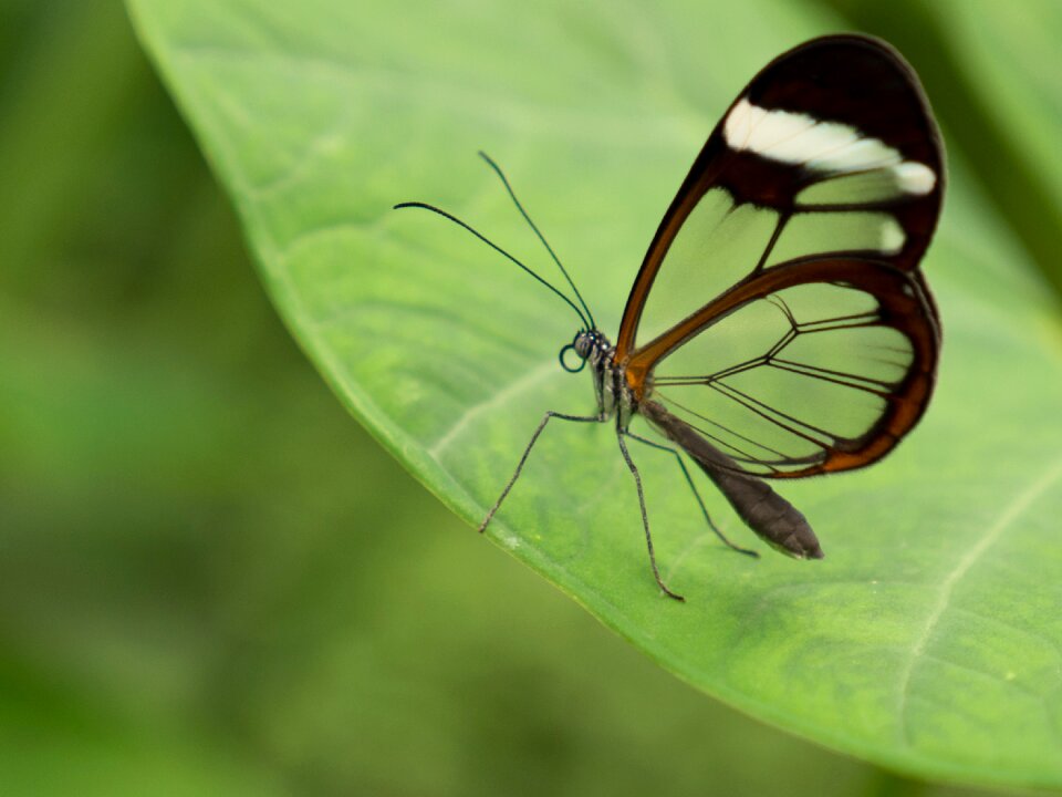 Spain butterfly transparent