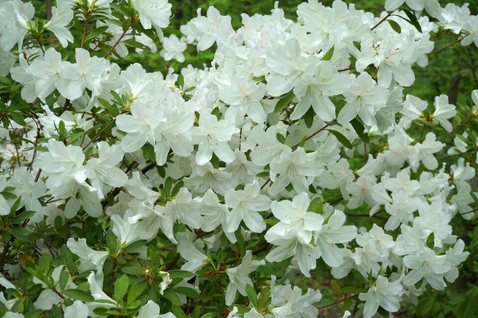 White spring garden