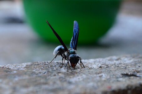 Animal tweezers wings photo