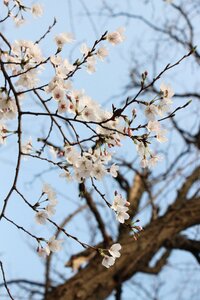 Sakura bright white
