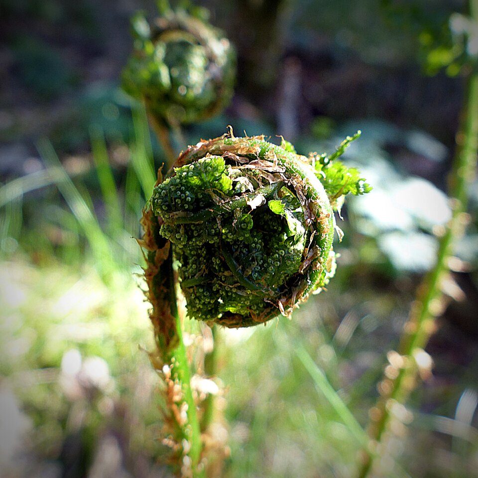 Spring forest fern plant
