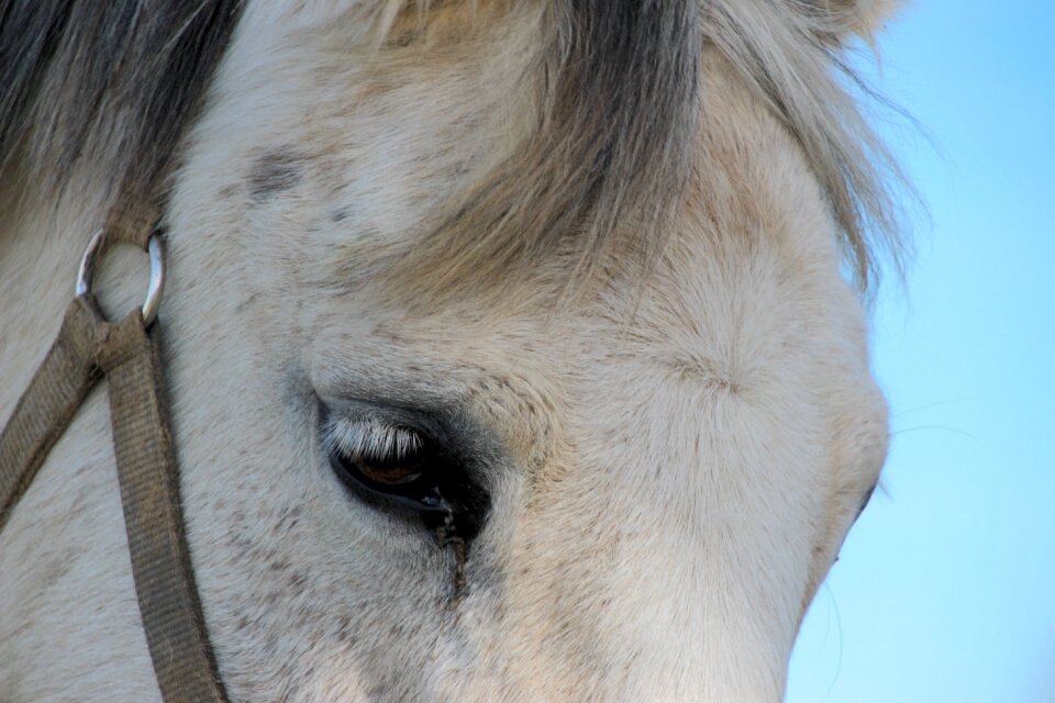Horse head sky eyes