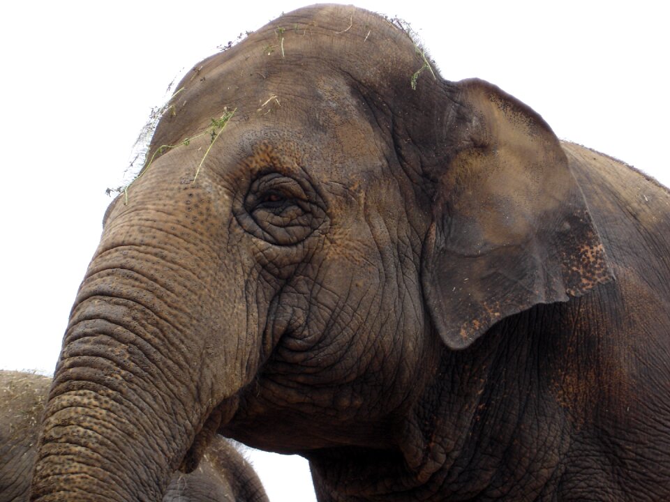 Pachyderm africa proboscis