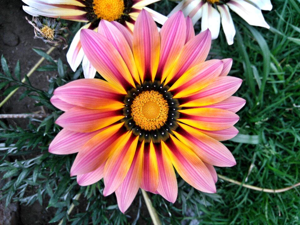Gazania petals colorful flowers
