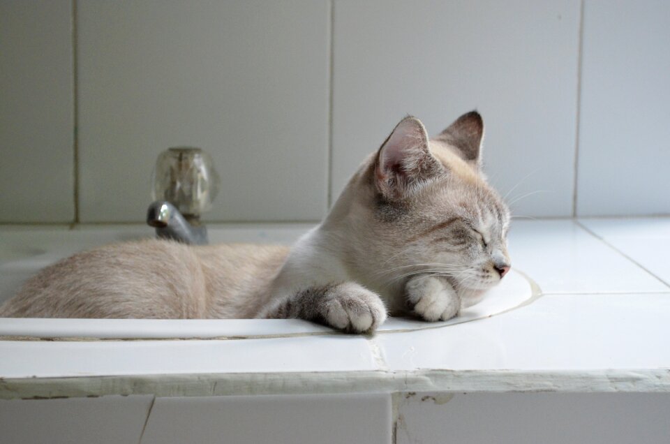 Resting gata feline