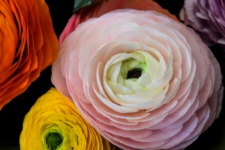 Spring flowering petals