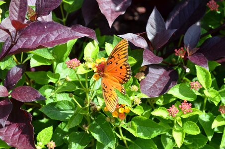Insect nature wildlife