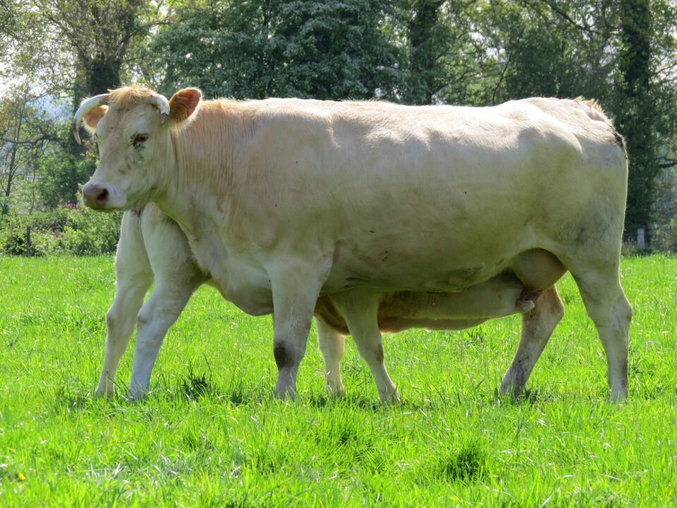 Cattle farm animals animals