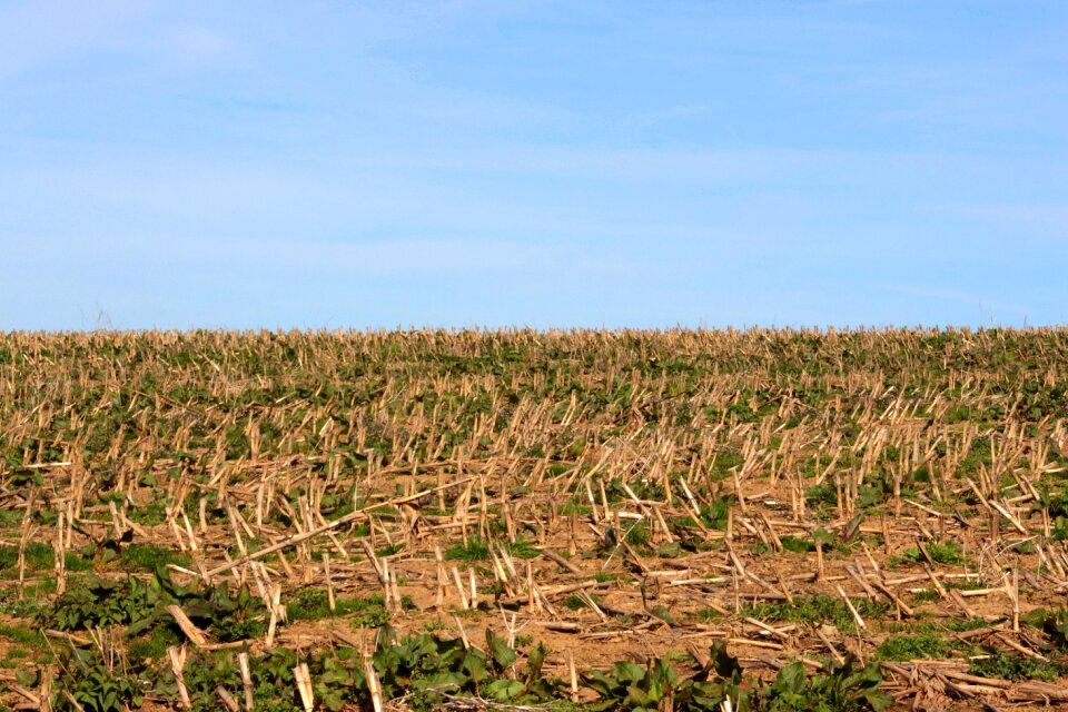 Agriculture nature lie still