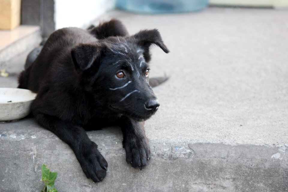 Black fur there are no residential outdoor