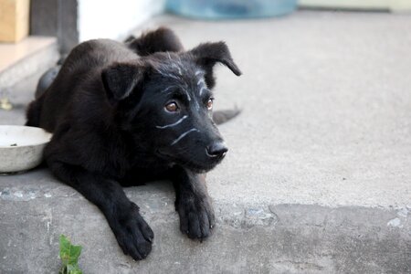 Black fur there are no residential outdoor