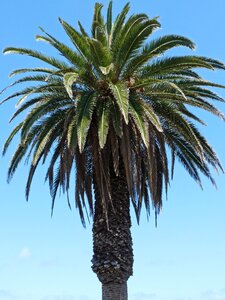 Palm sky partly cloudy