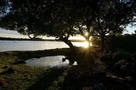 Trees lake water photo