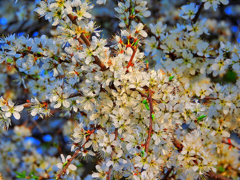 Close up blossom bloom