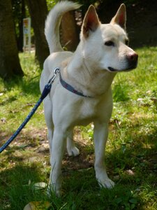 Hybrid medium-sized beige