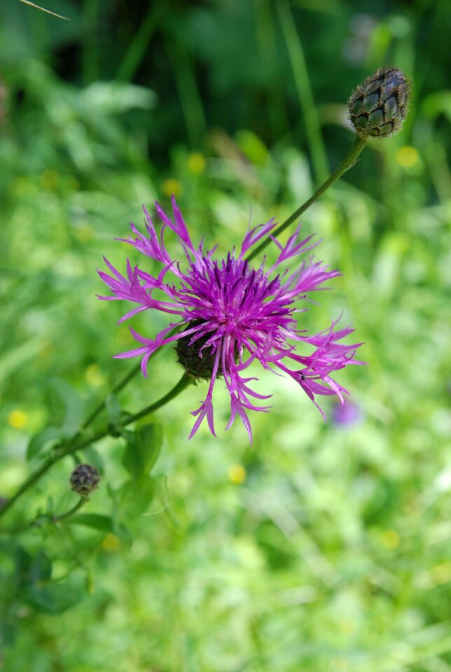 Nature purple flowers fleurs des champs photo