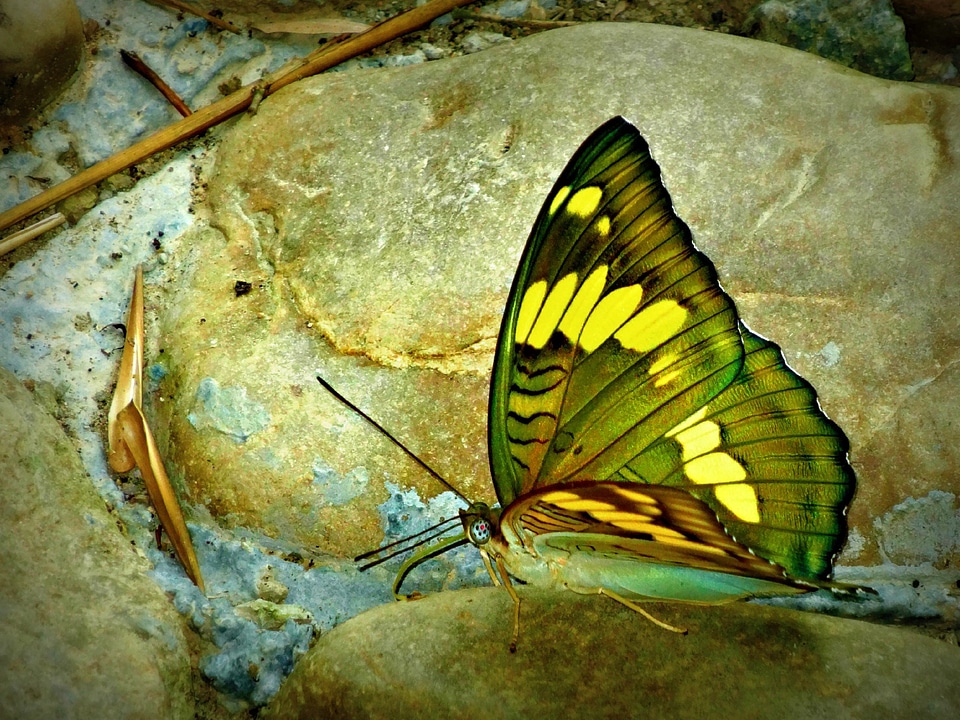 Yellow nature antenna