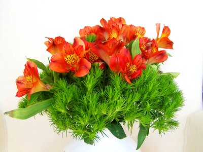 Bunch of flowers freesia red flower photo