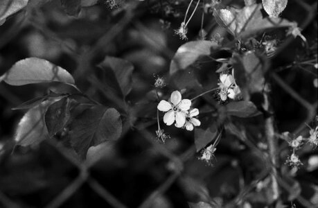 Plant natural garden
