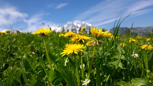 Nature blossom bloom