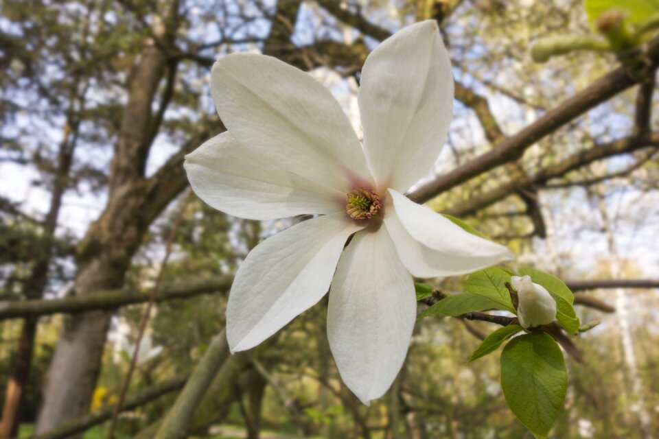 Closeup nature flower