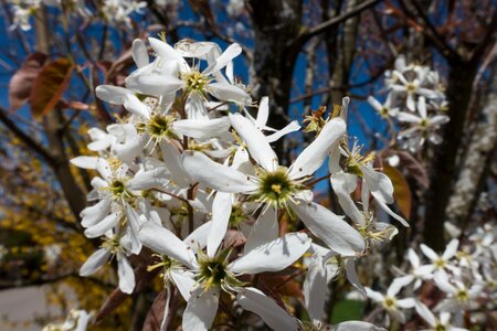 Blossomed inflorescence flowers