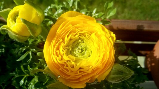 Flower flower buds closeup photo