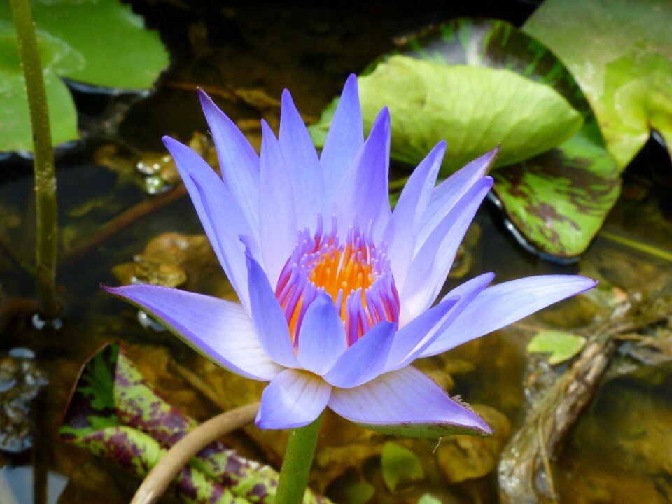 Lotus flower botany garden