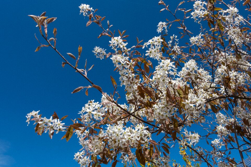 Blossomed inflorescence flowers