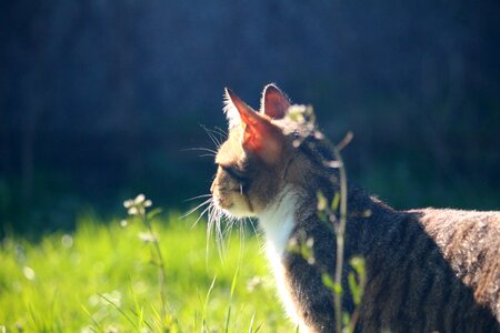 Tiger cat mackerel domestic cat