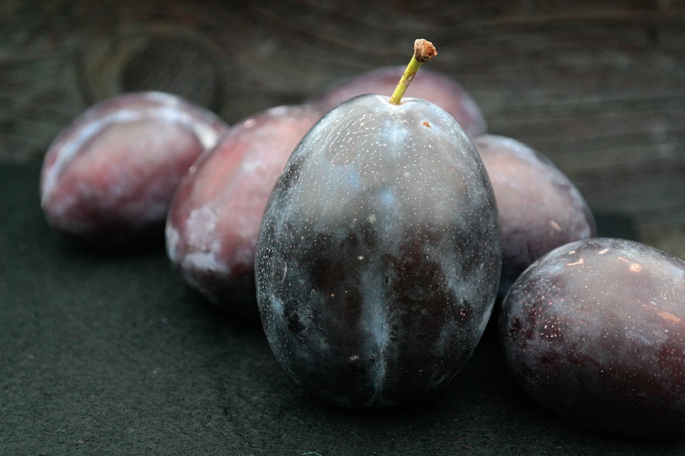 Huge fruit prunus domestica subsp domestica