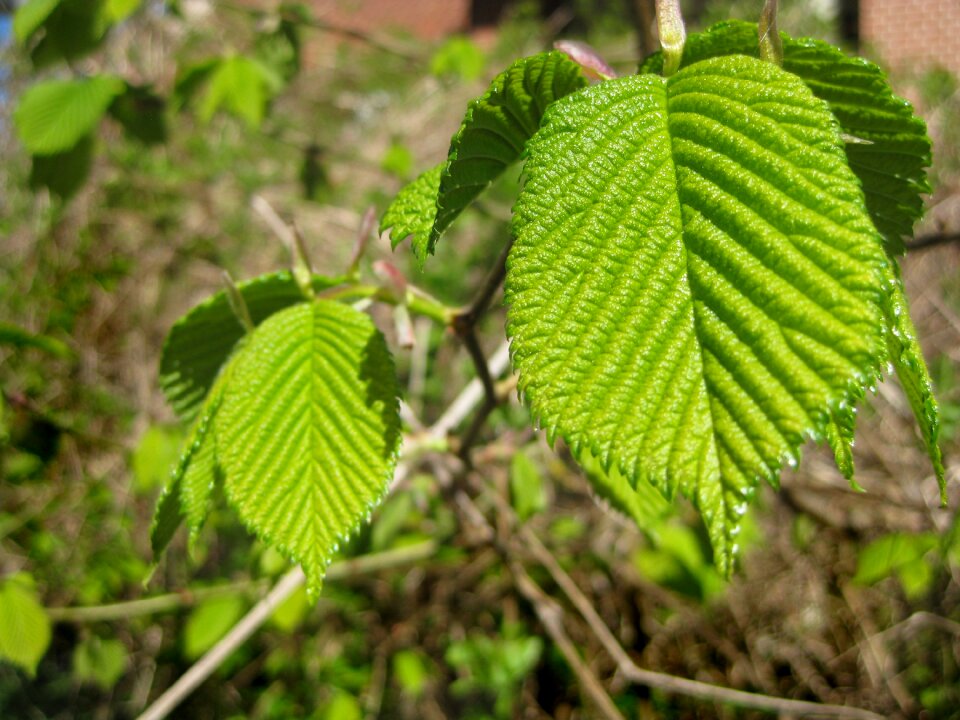 Raspberry bush fresh blossoming leaf spring
