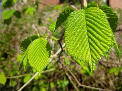 Raspberry bush fresh blossoming leaf spring