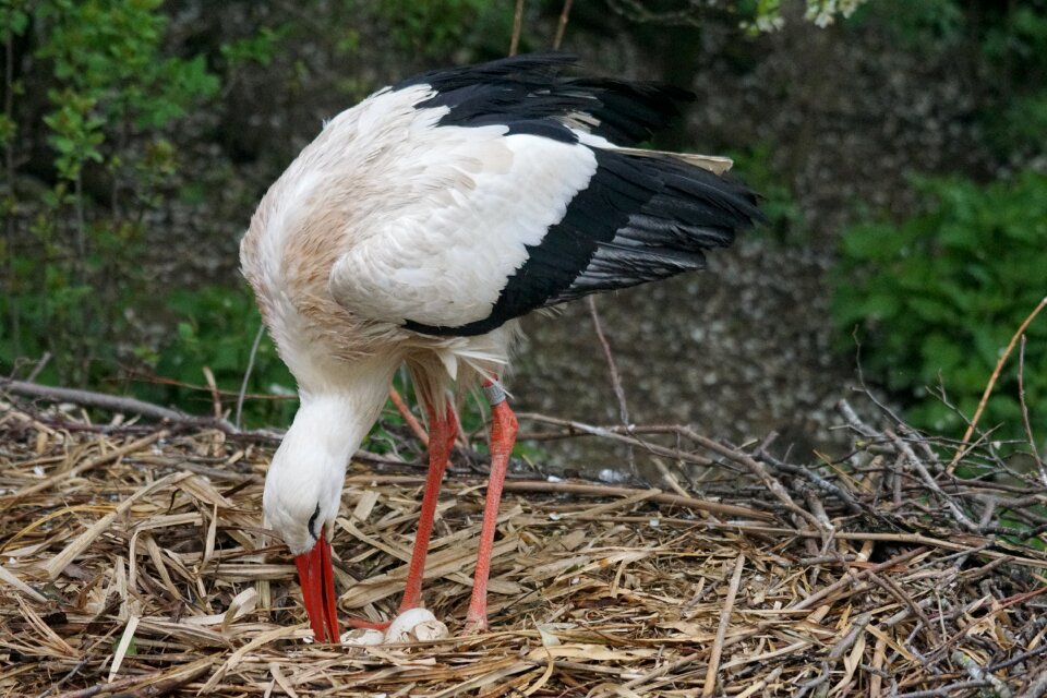 Adebar rattle stork white stork