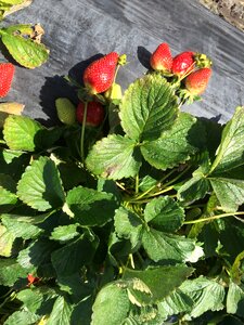 Farm green strawberry