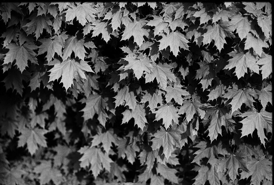 Leaf plant spring