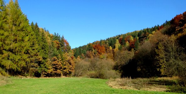 Nature autumn tree
