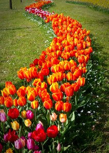 Spring flower tulip fields orange