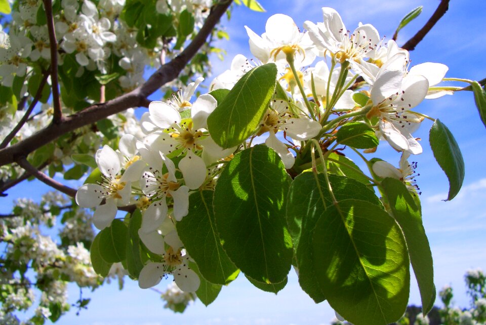 Bloom apple blossom spring