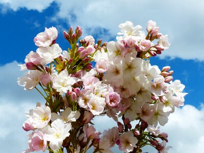 Blossom bloom ornamental cherry