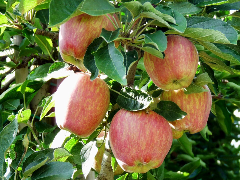 Apple apple tree fruit