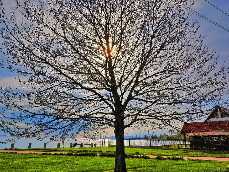 Balaton tree sunbeam