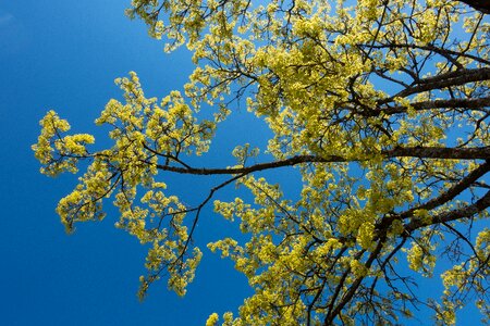 Inflorescence blossom bloom