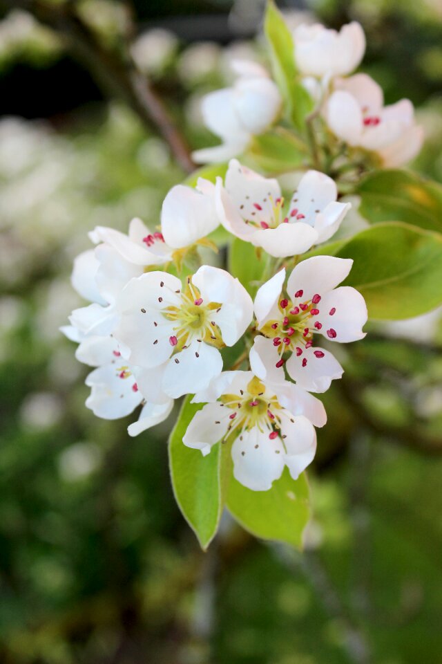 Pyrus communis fruit white