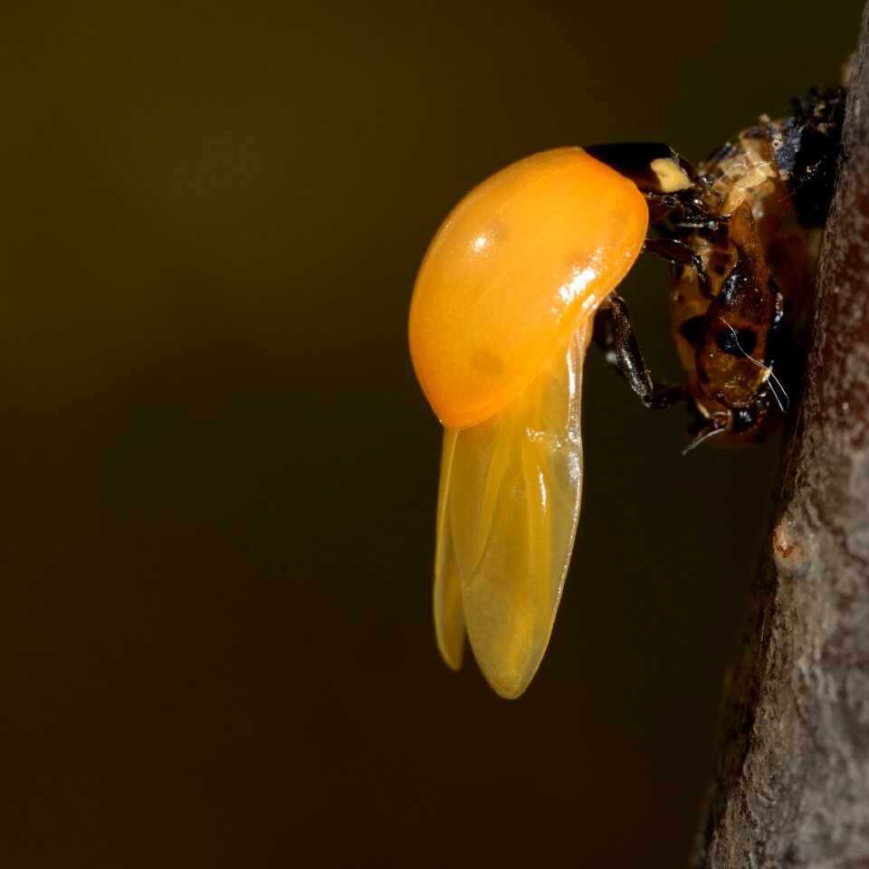 Bug insects newborn