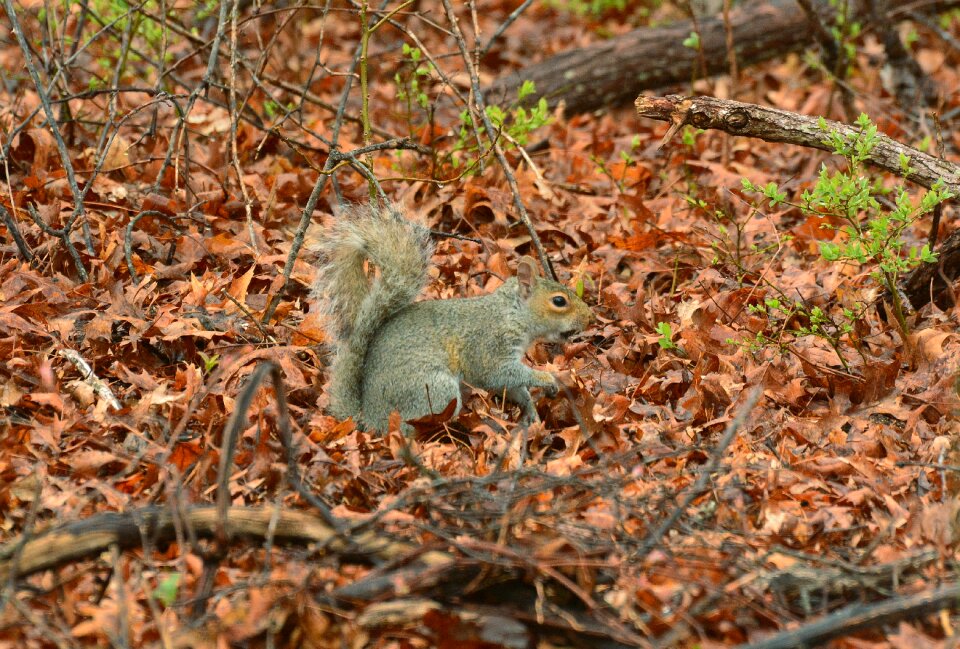 Nature mammal fur