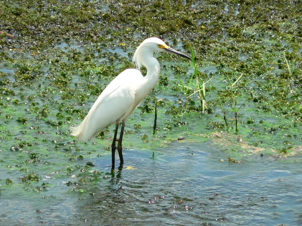 Plumage eastern water bird