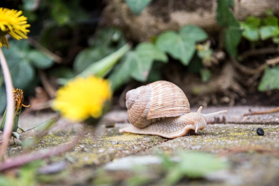 Shell crawl mollusk