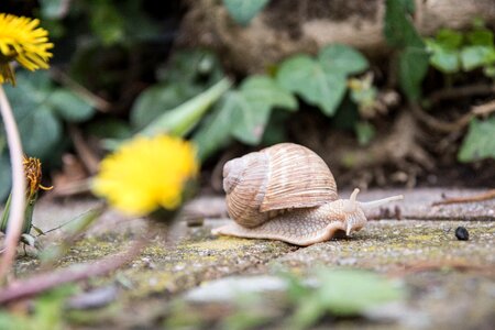 Shell crawl mollusk